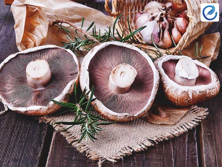 What Is The Origin Of Portobello Mushrooms